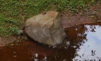 Otter Poo Rock Rock with poo on it